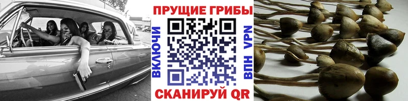Псилоцибиновые грибы Psilocybe  цены   MEGA ТОР  Наволоки 